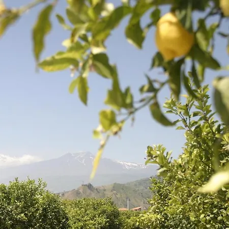 Sole טראפיטלו