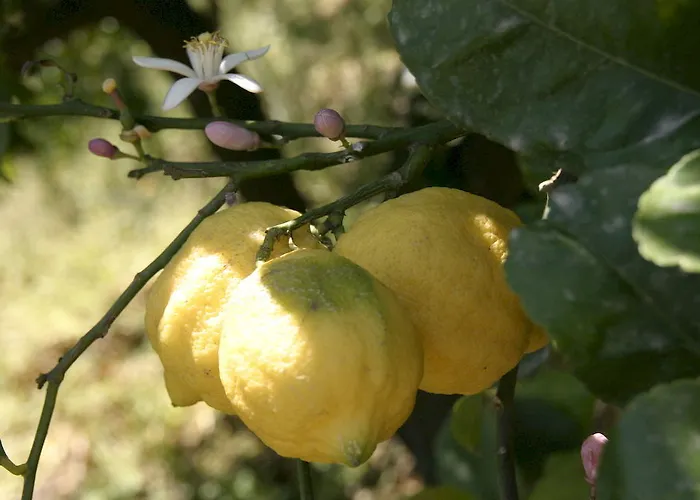 Sole 4* Траппителло