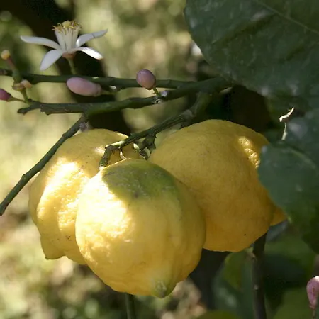 Sole 4* トラッピテッロ